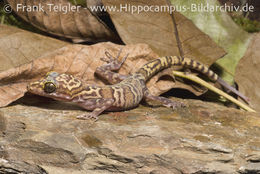 Image of Iron Range Banded Gecko