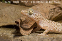 Image of Mocquard's Madagascar Ground Gecko