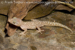 Image of Mocquard's Madagascar Ground Gecko