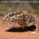 Image of Madagascar ground gecko