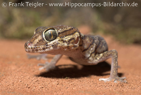 Image of Panther Gecko