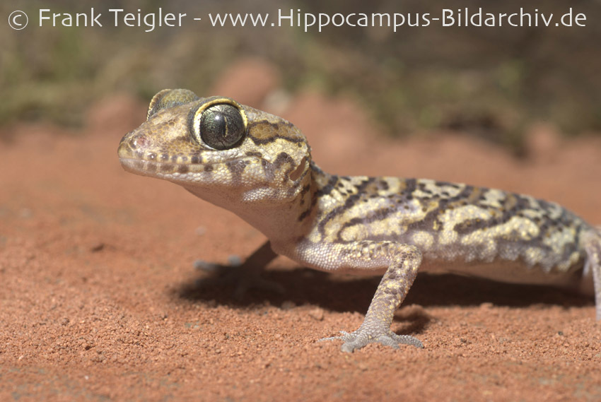 Image of Panther Gecko