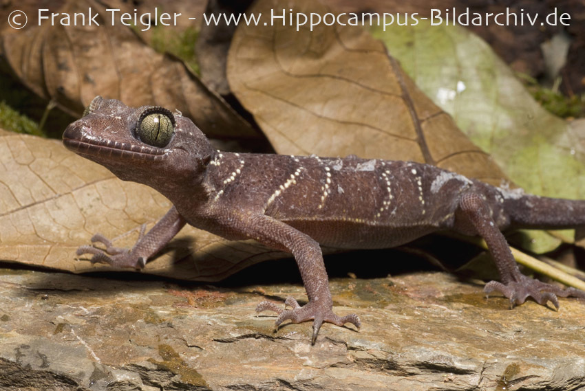 Image of Panther Gecko