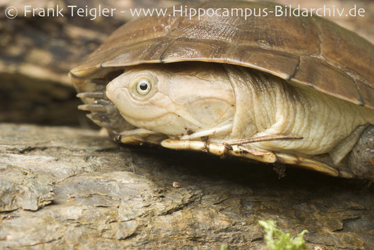 Image of Helmeted Turtle