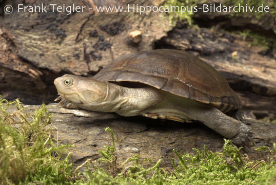 Image of Helmeted Turtle