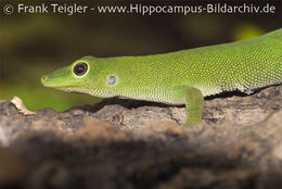 Image of Parker's Day  Gecko