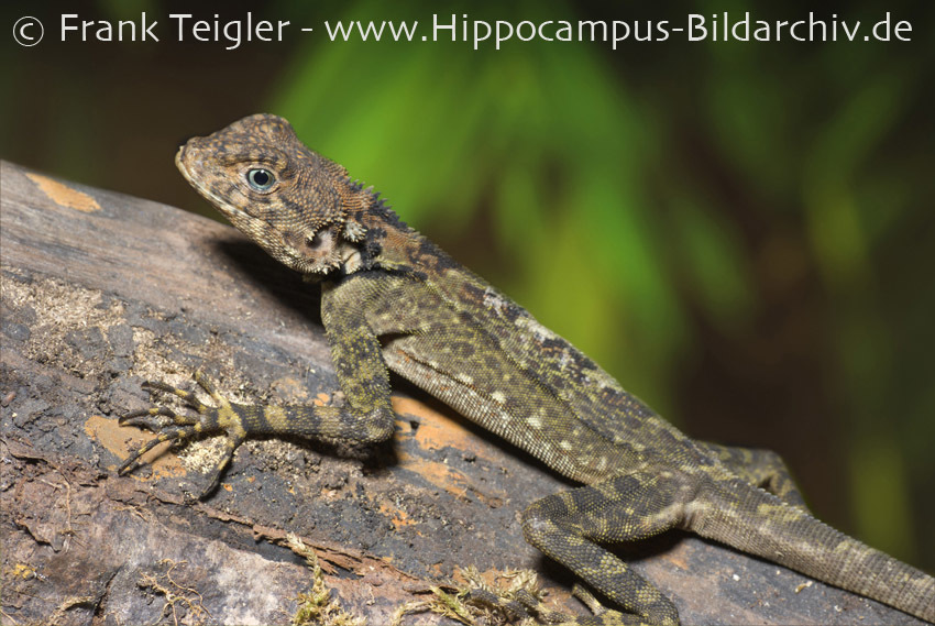 Image of Harlequin racerunner