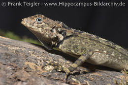 Image of Harlequin racerunner