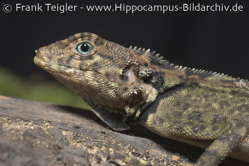 Image of Harlequin racerunner