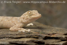 Image of Common fan-footed gecko