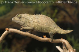 Image of Bearded Pygmy Chameleon