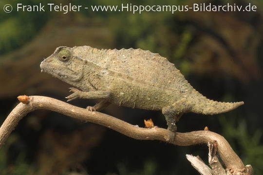 Plancia ëd Rieppeleon brevicaudatus (Matschie 1892)