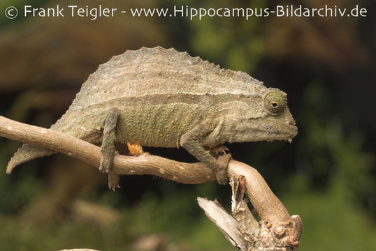 Plancia ëd Rieppeleon brevicaudatus (Matschie 1892)