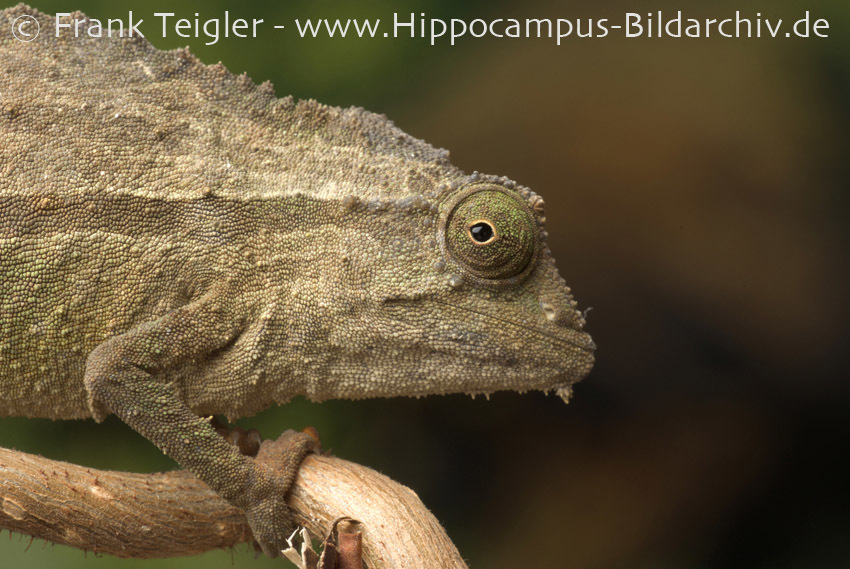 Image of Bearded Pygmy Chameleon