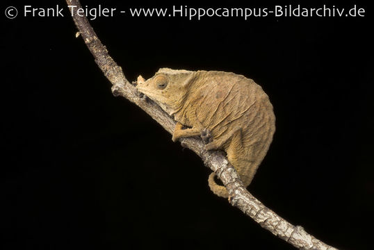 Image of Usambara Stumptail Chameleon