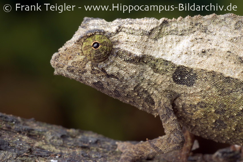 Image of Bearded Pygmy Chameleon