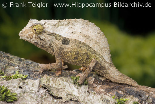 Image of Bearded Pygmy Chameleon