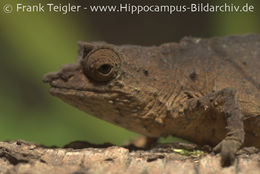 Image of Cameroon Stumptail Chameleon