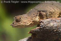 Image of Cameroon Stumptail Chameleon