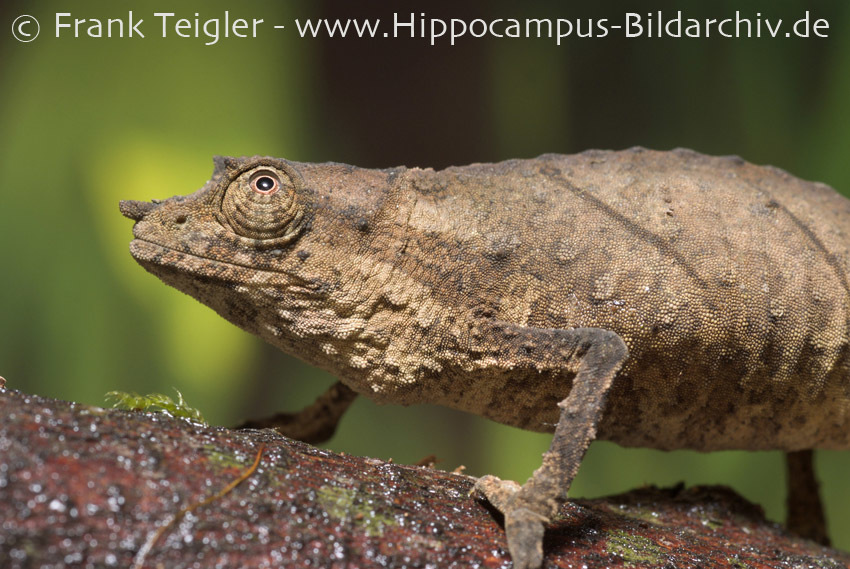 Image of Cameroon Stumptail Chameleon