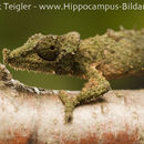 Image of Rosette-nosed pygmy chameleon