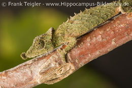 Image of Rosette-nosed pygmy chameleon