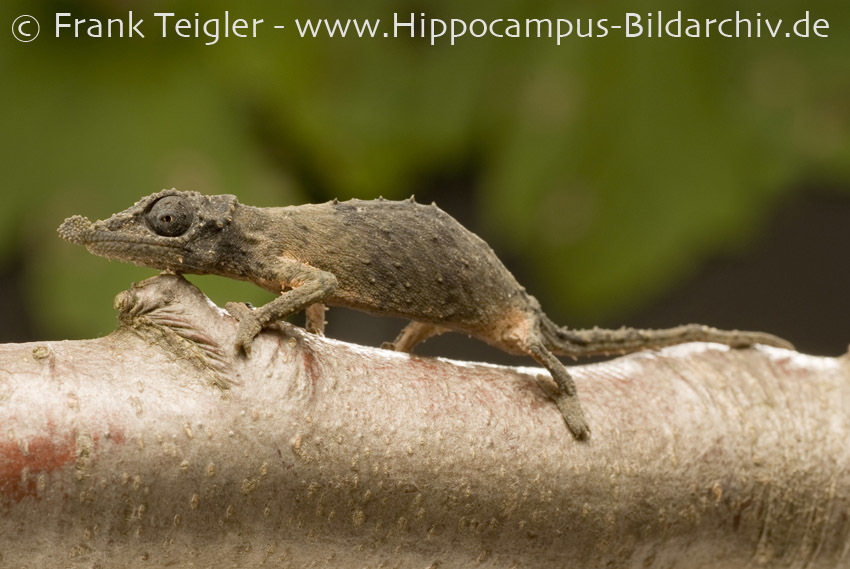 Image of Rosette-nosed pygmy chameleon