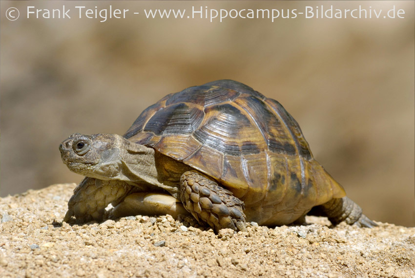 Image of Testudo graeca ibera Pallas 1814