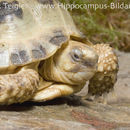 Image de Tortue Des Steppes