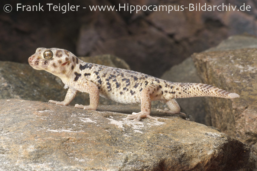 Image of Tibetan Frog-eyed Gecko