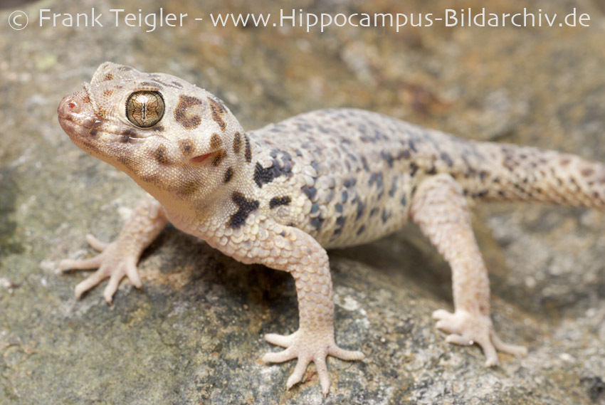 Image of Tibetan Frog-eyed Gecko