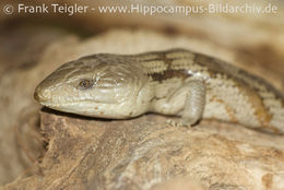 Image of Tiliqua scincoides scincoides (White 1790)