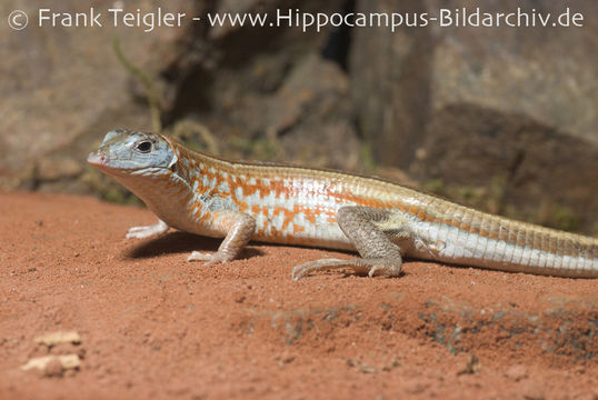 Image of Peters' Keeled Cordylid