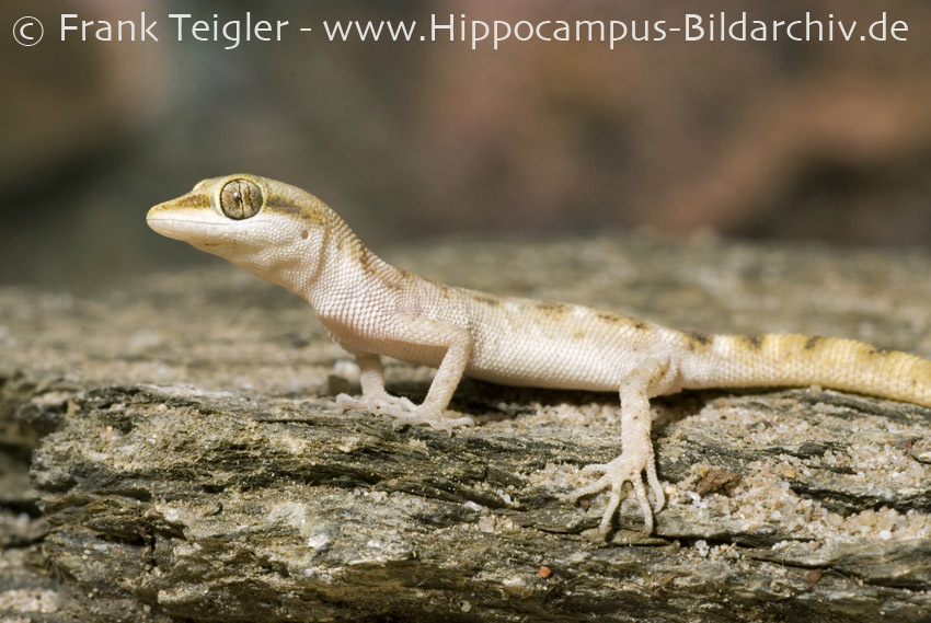 Image of Steudner's pygmy gecko