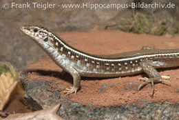 Image of Karsten's Girdled Lizard