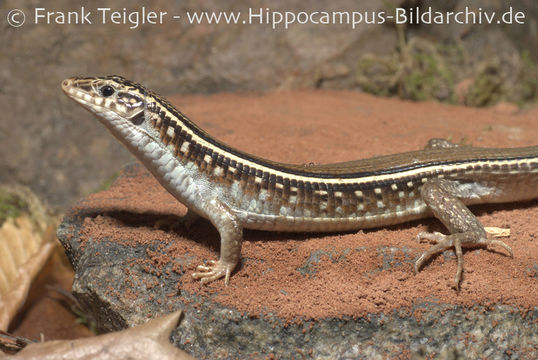 صورة Zonosaurus karsteni (Grandidier 1869)