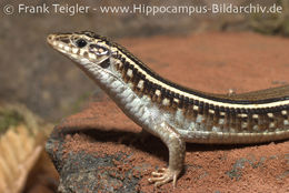 Image of Karsten's Girdled Lizard