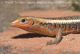 Image of western Girdled Lizard