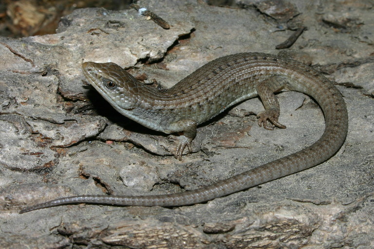 Image of northern alligator lizard