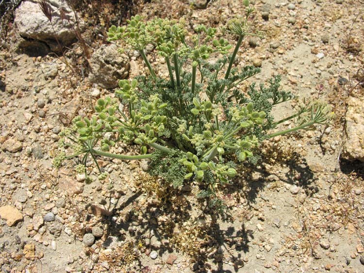 Image of Mojave desertparsley