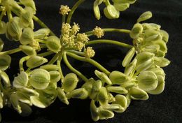 Lomatium mohavense (Coult. & Rose) J. M. Coult. & Rose resmi