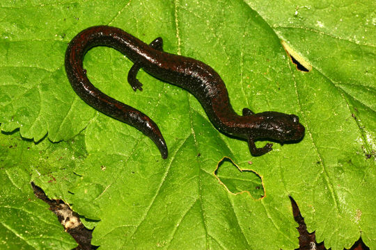 Image of Relictual slender salamander