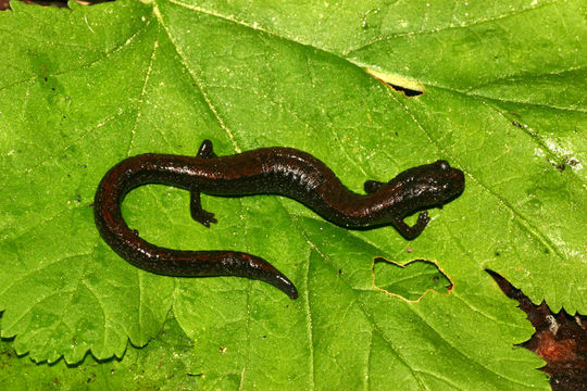 Image of Relictual slender salamander