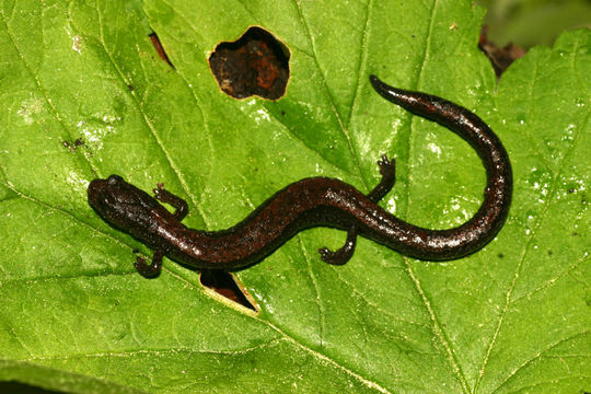 Image of Relictual slender salamander