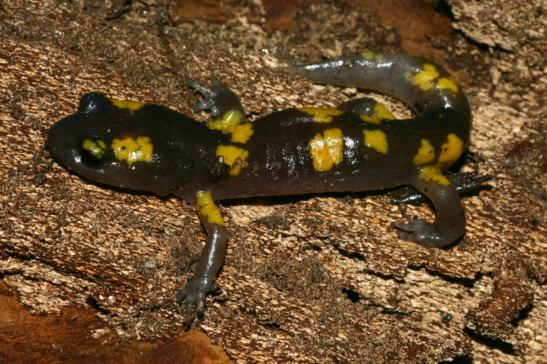 Image de Ensatina eschscholtzii Gray 1850