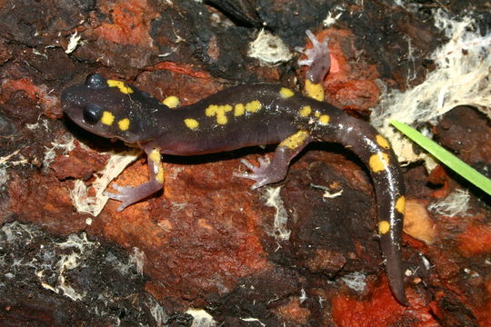 Image de Ensatina eschscholtzii Gray 1850