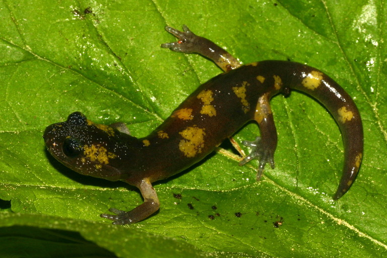 Image de Ensatina eschscholtzii Gray 1850