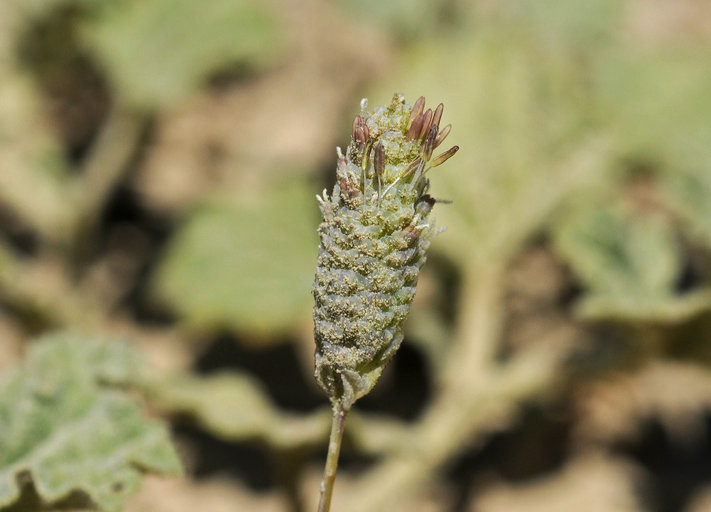 Image of Colusa Grass