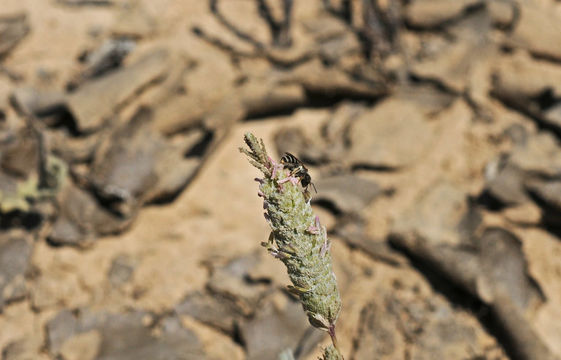 Image of Colusa Grass