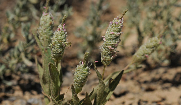 Слика од Neostapfia colusana (Burtt Davy) Burtt Davy